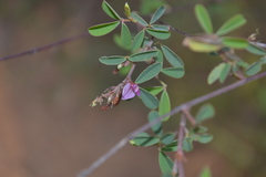 Desmodium biarticulatum
